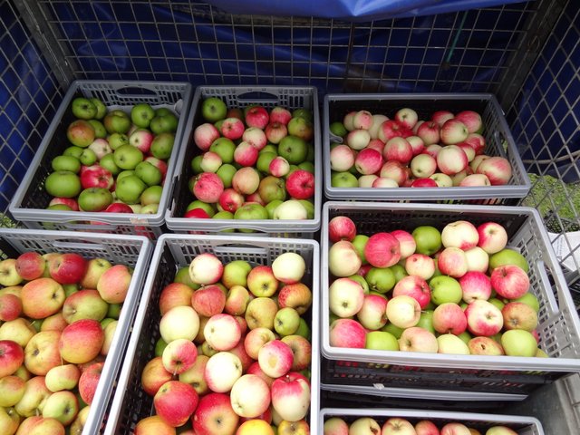 First harvest going to juice and bottling for Apple Day