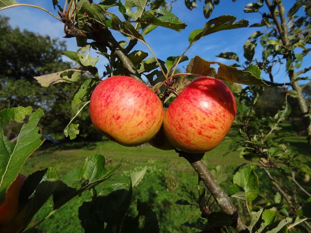 Tewin Orchard Jester apples